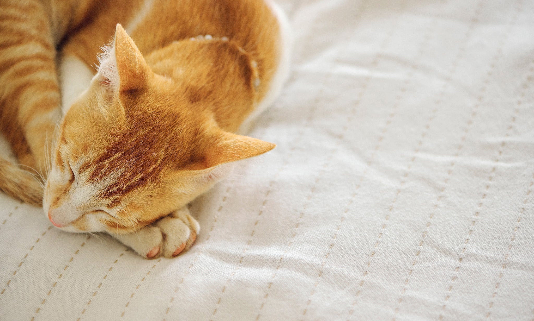 Fabric Timekeepers: How Linens Mark Stages of Life